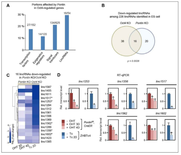 Pontin과 Oct4에 의한 lincRNAs 발현 조절