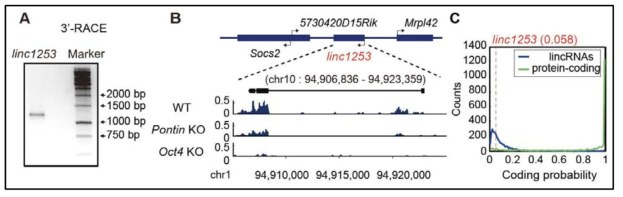 lincRNA 유전자 linc1253에 대한 동정