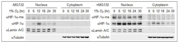 HIF-1α의 메틸화 양상 확인