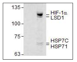 HIF-1α 복합체 정제