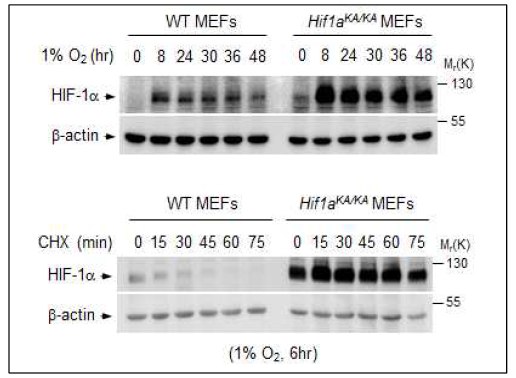 MEFs에서 HIF-1α의 발현 확인