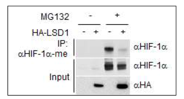 HIF-1α 탈메틸화