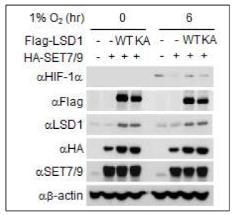 HIF-1α 발현 확인