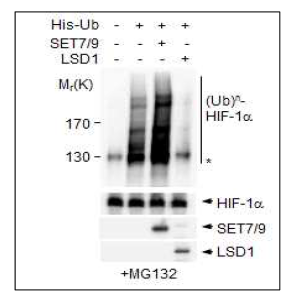 HIF-1α 유비퀴틴화 확인