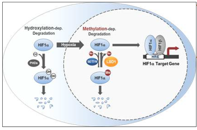 HIF-1α의 메틸화 기작 모델