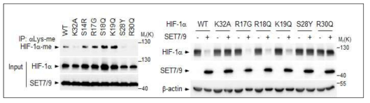 HIF-1α S28Y, R30Q의 메틸화와 SET7/9 의존적인 단백질 분해 확인
