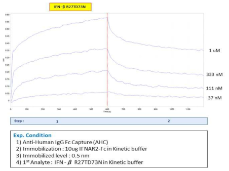 IFNAR2-Fc 와 IFN-β R27T/D73N intact 사이의 결합능 실험