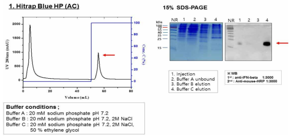 Hitrap Blue HP affinity chromatography를 이용한 IFN-β WT intact의 1차 정제