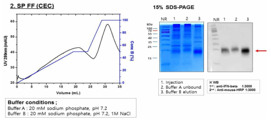 SP FF cation exchange chromatography를 이용한 IFN-β R27T intact의 2차 정제