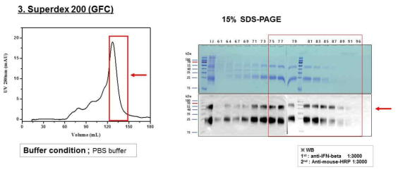 Superdex 200 gel filtration chromatography를 이용한 IFN-β R27T intact의 3차 정제