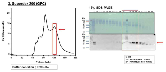 Superdex 200 gel filtration chromatography를 이용한 IFN-β D73N intact의 3차 정제