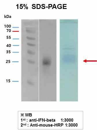 최종 정제된 IFN-β D73N intact의 SDS-PAGE와 western blot을 이용한 분석