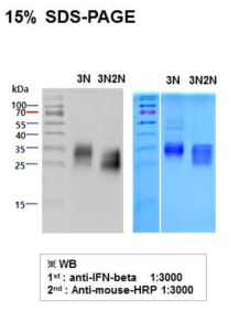 최종 정제된 IFN-β R27T/D73N intact의 SDS-PAGE와 western blot을 이용한 분석