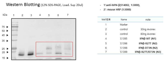 Western blot을 통한 CHO-DG44에서의 생산세포주 발현 확인
