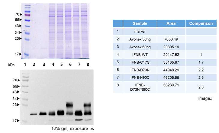 C17S와 N90C 자리를 도입한 Glyco-engineered IFN-β의 발현 확인