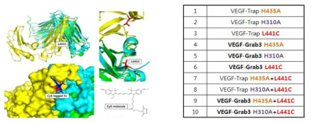 L441C mutation on IgG Fc, Cy5 conjugation (왼쪽) 및 VEGF-Grab3 돌연변이 리스트 (오른쪽)