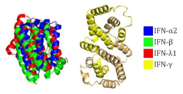 IFN 계열간의 구조적 유사성