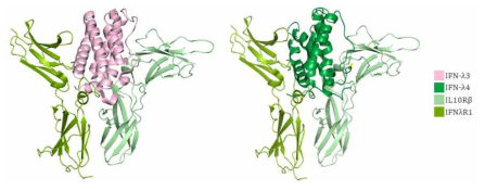 IL10Rβ-IFN-λ3-IFNλR1의 구조(좌, PDB code: 5T5W)와 이를 기반으로 모델링한 IL10Rβ-IFN-λ4-IFNλR1의 구조(우)