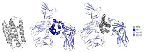 IFN-β의 구조 (왼쪽, PDB code: 1AU1), IFNαR1-IFN-α2-IFNαR2의 구조 (가운데), IFN-β와 세포수용체 모델 구조 (오른쪽)