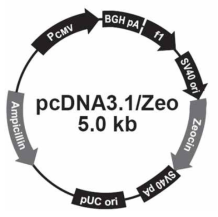 pcDNA3.1 (+) Zeo vector의 map
