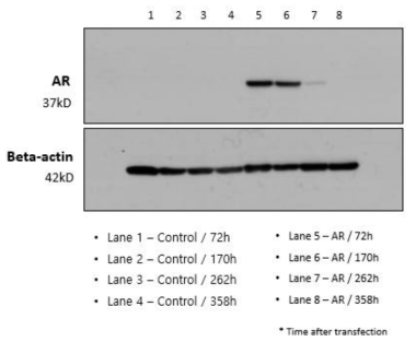 ExpiCHO-STM 세포에서의 시간대별 AR 발현량 분석