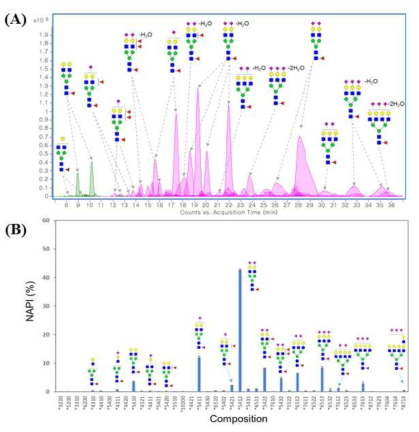 표준화된 분석법을 이용한 Interferon-β 당사슬 프로파일링; A) Interferon-β N-당사슬의 extracted compound chromatogram, B) 검출된 N-당사슬의 정량적 프로파일링