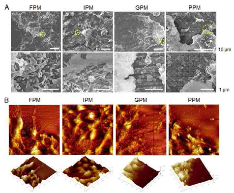 나노 패턴 멤브레인에서 유도 만능줄기세포의 형태학적 모양. SEM 이미지 (A)와 AFM 이미지 (B)