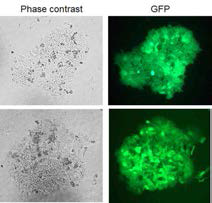 GFP 발현 재조합 유도만능줄기세포