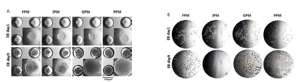 나노 패턴 멤브레인에서 계대배양된 유도만능줄기세포의 EB 형성능 비교 non-binding dish에서 EB 형성능 (A), 3D cell culture dish에서 EB 형성능 (B)