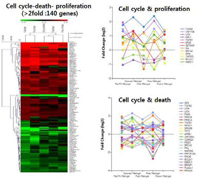 세포주기-사멸-증식 관련 유전자 발현의 비교