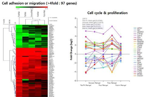 세포 부착 및 세포 이동 관련 유전자 발현의 비교