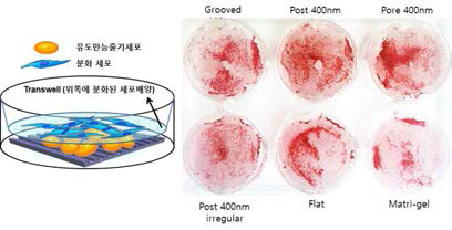 나노지형과 골모세포 공배양에 의한 골세포 분화 효율 비교