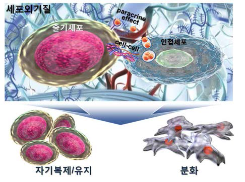 세포외기질, 인접세포와 줄기세포의 상호작용