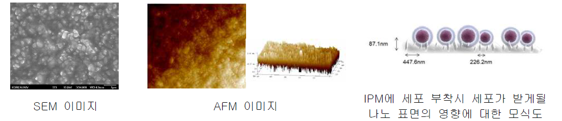 IPM의 모양모사 평가