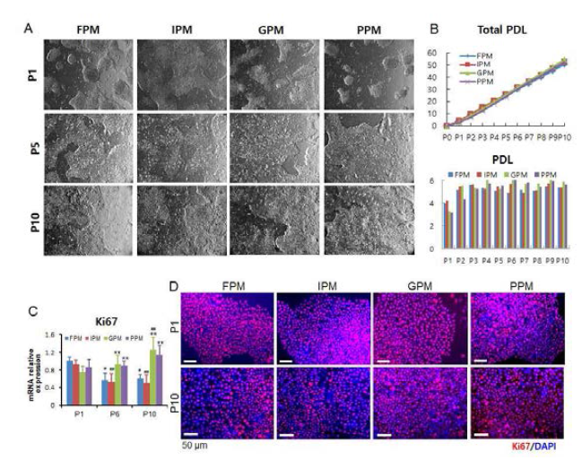 나노 패턴 멤브레인에 의한 유도만능줄기세포의 부착 및 증식능. 각각의 계대에서 Phase 사진 (A), Total PDL 및 PDL (B), Ki67 발현량 및 면역화학염색 (C)