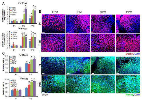 나노 패턴 멤브레인에 의한 유도 만능줄기세포의 미분화상태 유지능. Oct3/4와 Nanog의 mRNA 발현량 (A), 면역화학염색 (B) 및 발현 세포량 % (C)