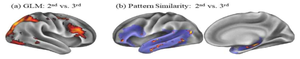 범주화 이전 시행에서 활성화가 더 높은 영역들(왼쪽)과 표상 유사성이 높은 영역 분석 결과(오른쪽)