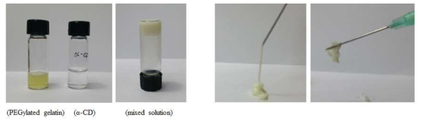 PEGylated gelatin/α-cyclodextrin 기반 하이드로젤 형성 실험