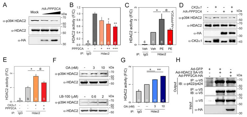 PP2CA regulates HDAC2 phosphorylation and activation