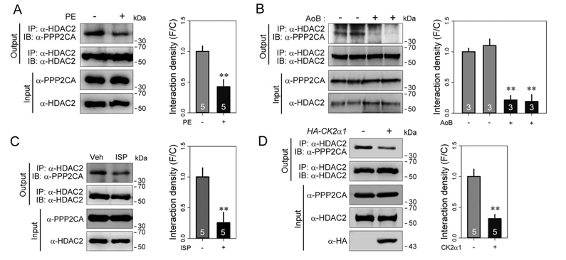 PP2CA dissociates from HDAC2 by hypertrophic stimuli