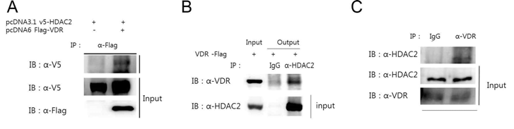 VDR interacts with HDAC2