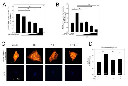 VDR attenuated cardiac hypertrophy