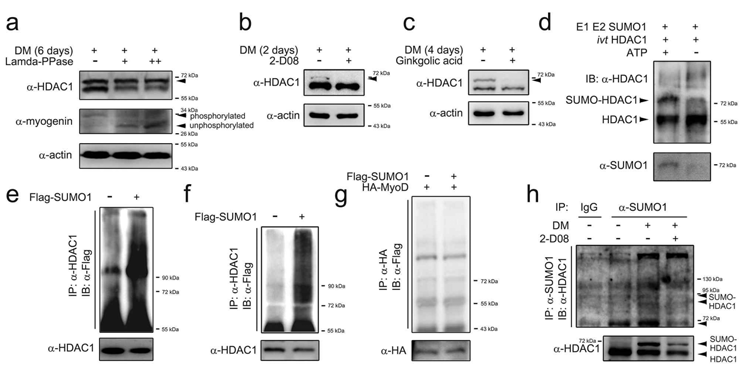 New bands are produced by sumoylation