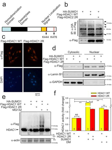 HDAC1 sumoylation is required for deacetylase activity