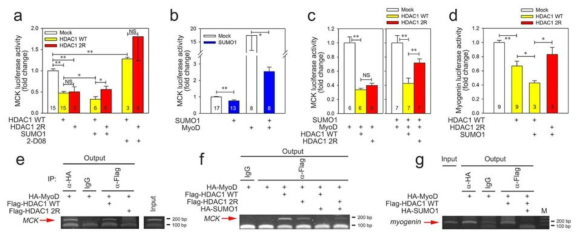 HDAC1-mediated inhibition of MyoD transactivation is inhibited by HDAC1 2R