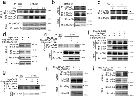 HDAC1 sumoylation regulates MyoD signaling