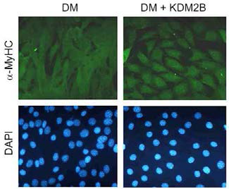 KDM2B overexpression in C2C12 cells