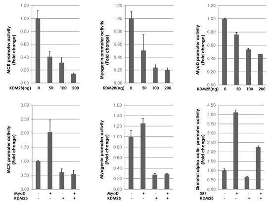 C2C12 KDM2B overexpression and skeletal muscle marker genes