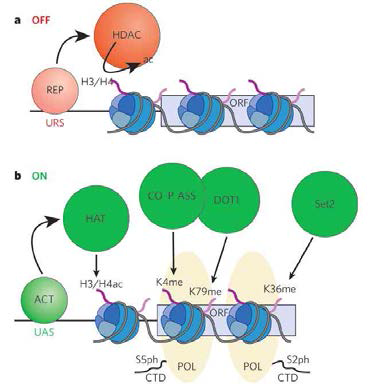 Histone lysine 잔기의 acetylation과 deacetylation에 의한 후생성 전사조절. HAT: histone acetyl transferase, HDAC: histone deacetylase. (Adopted from Berger et al., Nature 447: 407-412, 2007)