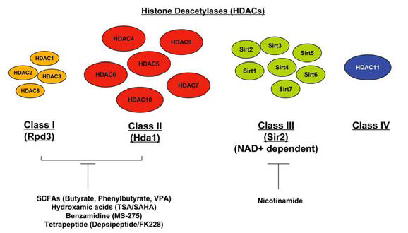 Histone deacetylase (HDAC)의 class와 subtype. Mammalian 18 HDACs could be divided into 4 classes, depending on their structure and enzymatic cofactors. (Adopted from Epigenetics 1: 67-75, 200)